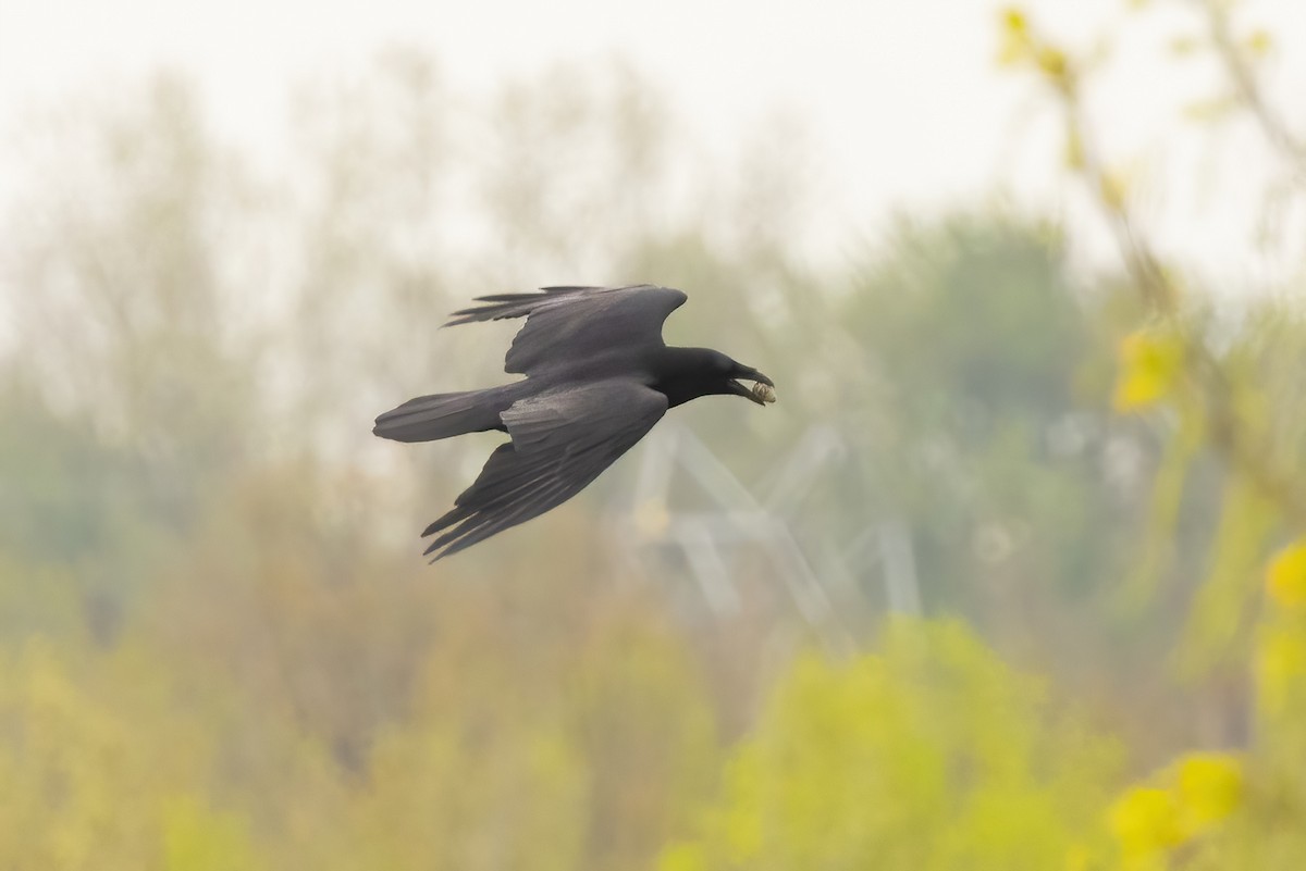 Common Raven - Sean Williams