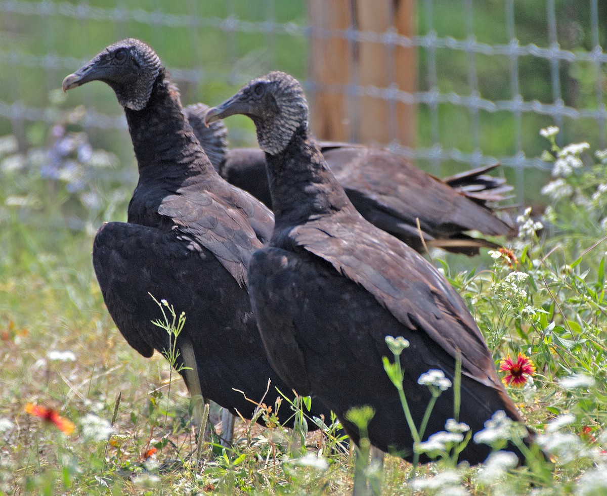 Black Vulture - ML618174252