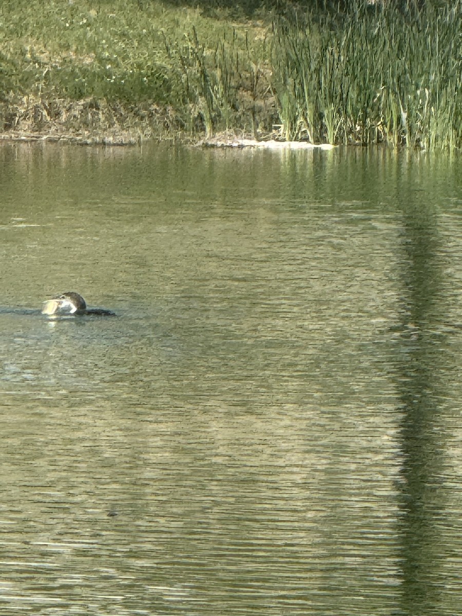 Common Loon - Erin Watson