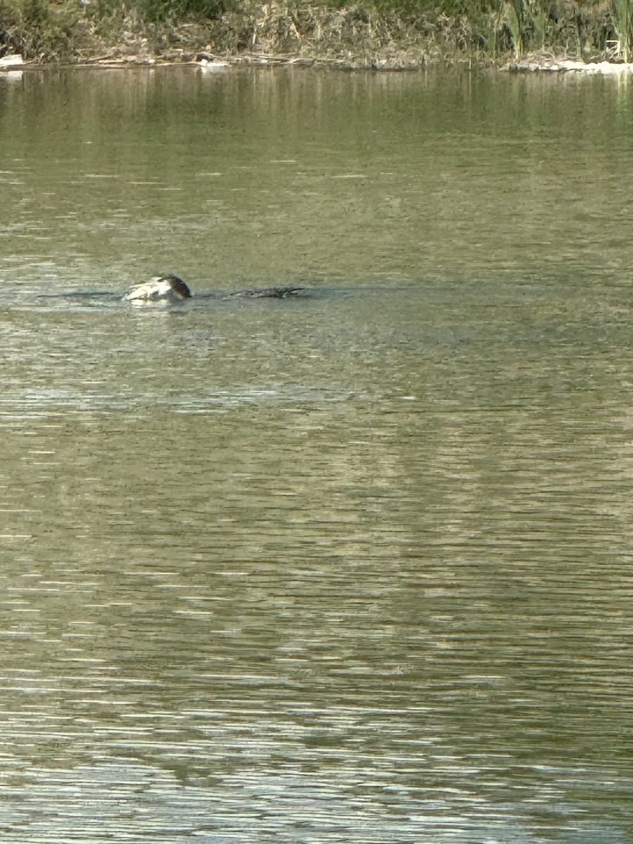 Common Loon - Erin Watson