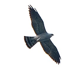 Mississippi Kite - ML618174292