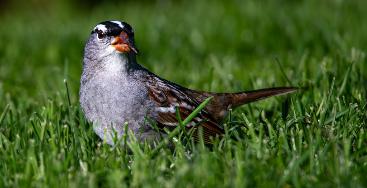 White-crowned Sparrow - Carmen Gumina