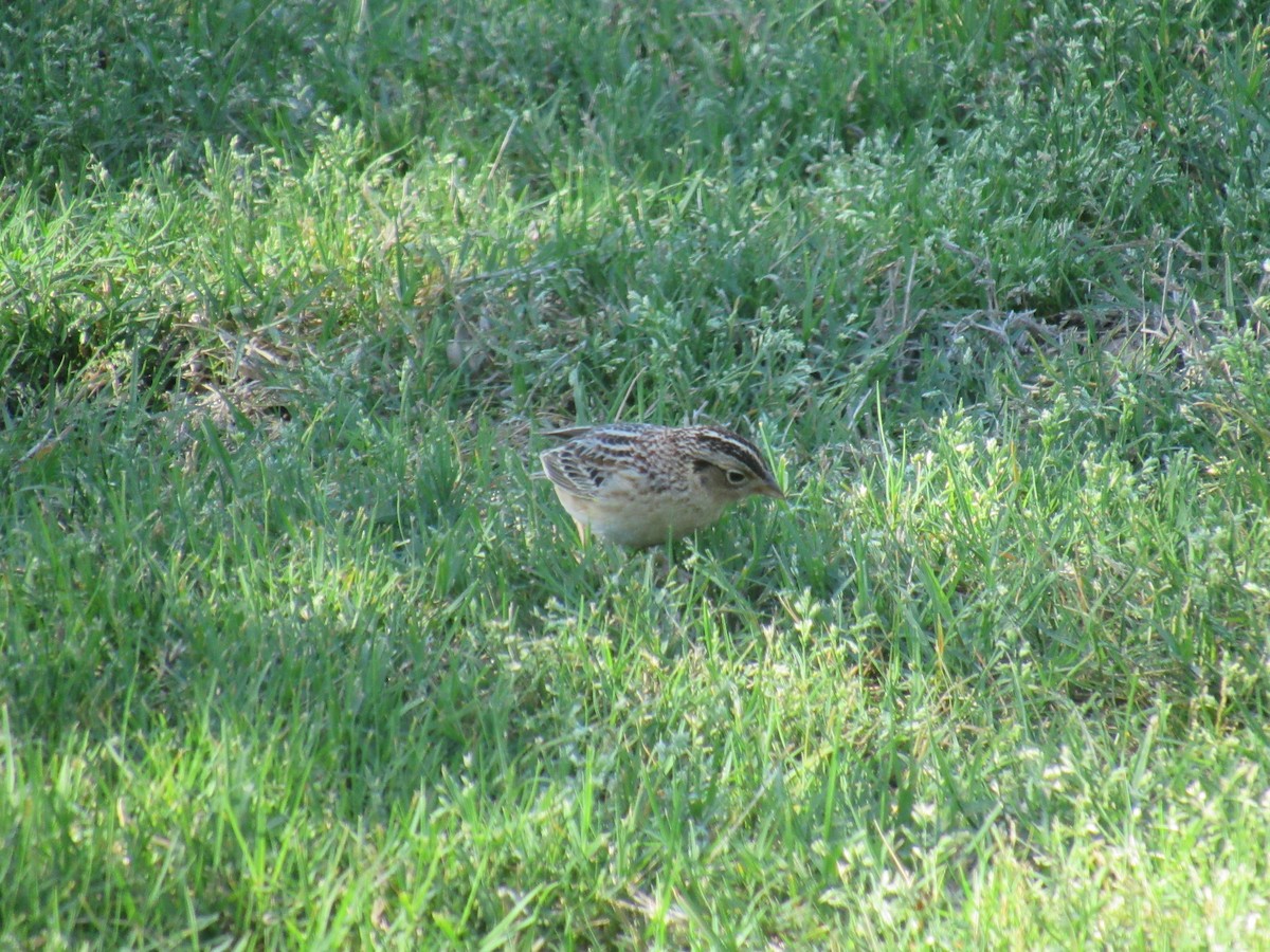 Grasshopper Sparrow - Winston Caillouet