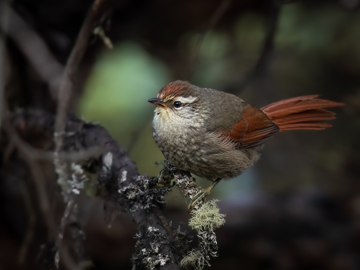 Line-cheeked Spinetail - ALEXIS ALCANTARA  +51 975136161