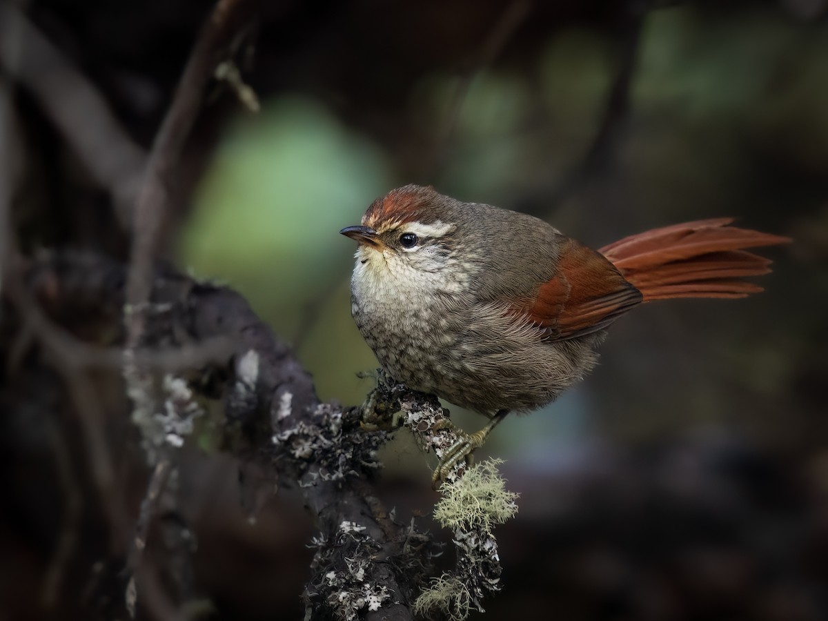 Line-cheeked Spinetail - ML618174329