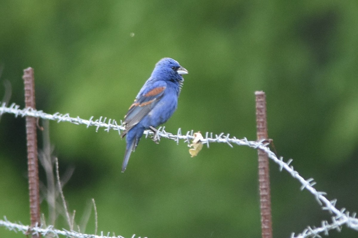 Blue Grosbeak - Mark Greene