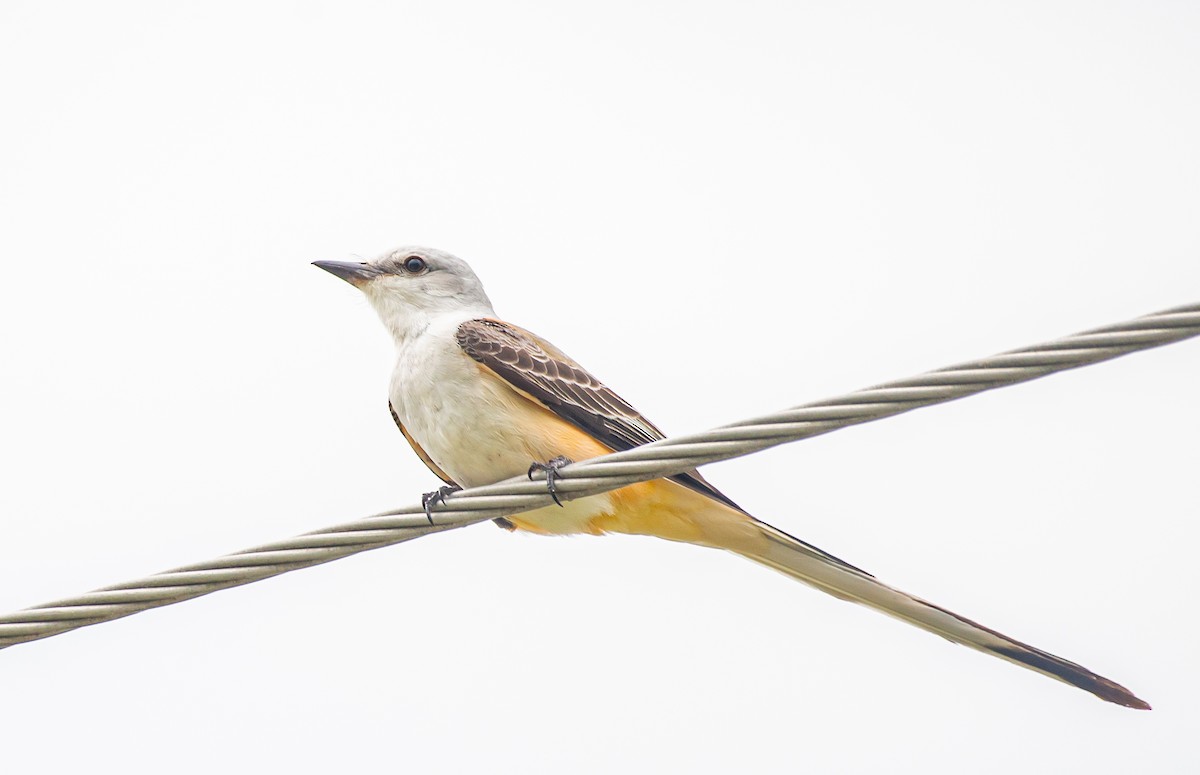 Scissor-tailed Flycatcher - ML618174336