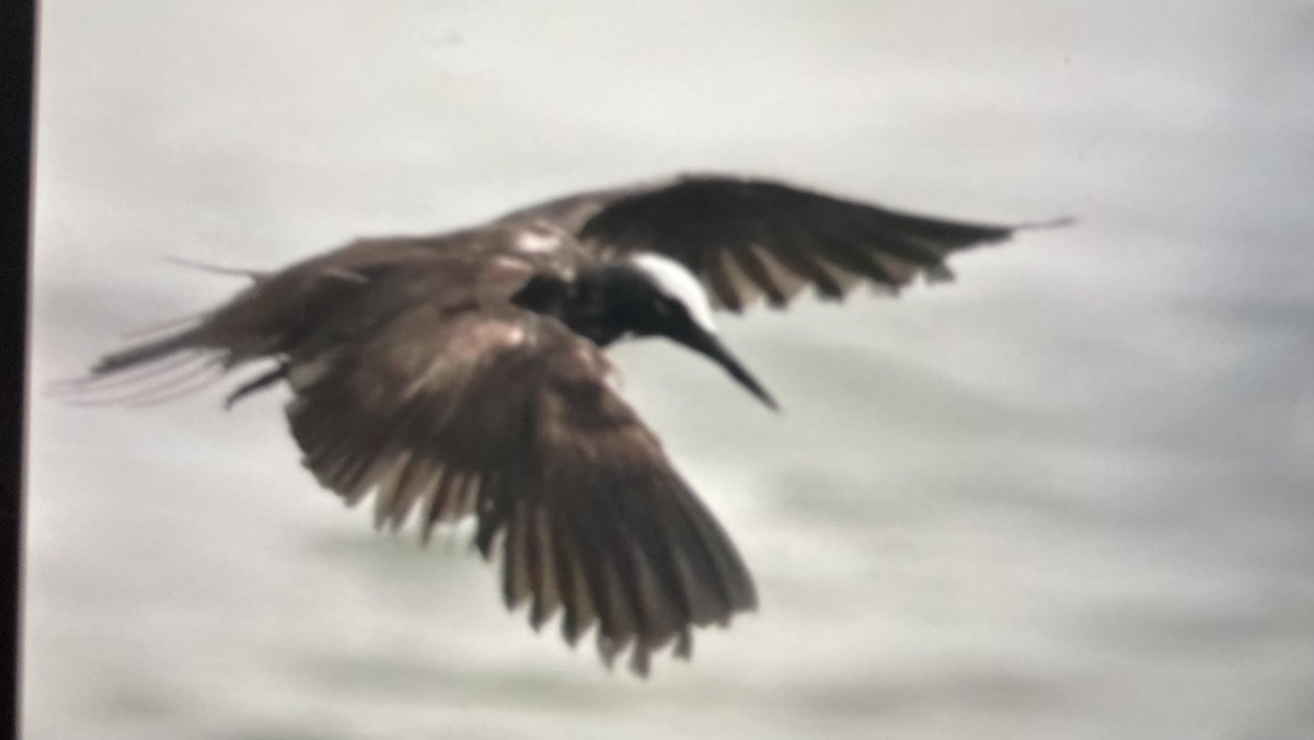 Black Noddy - ML618174356