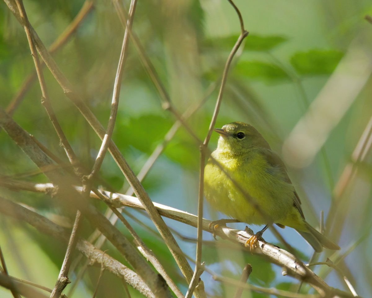 Orange-crowned Warbler - Charlotte Allen