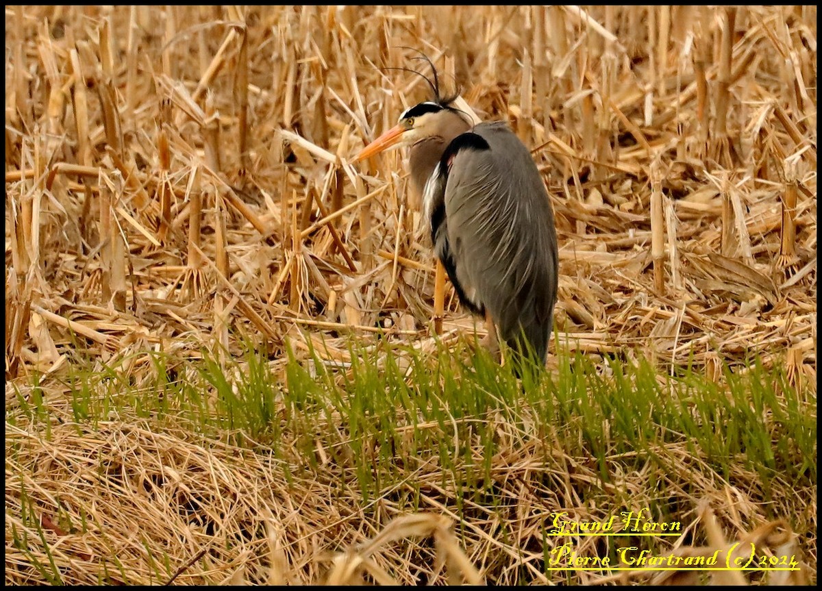 Great Blue Heron - pierre chartrand