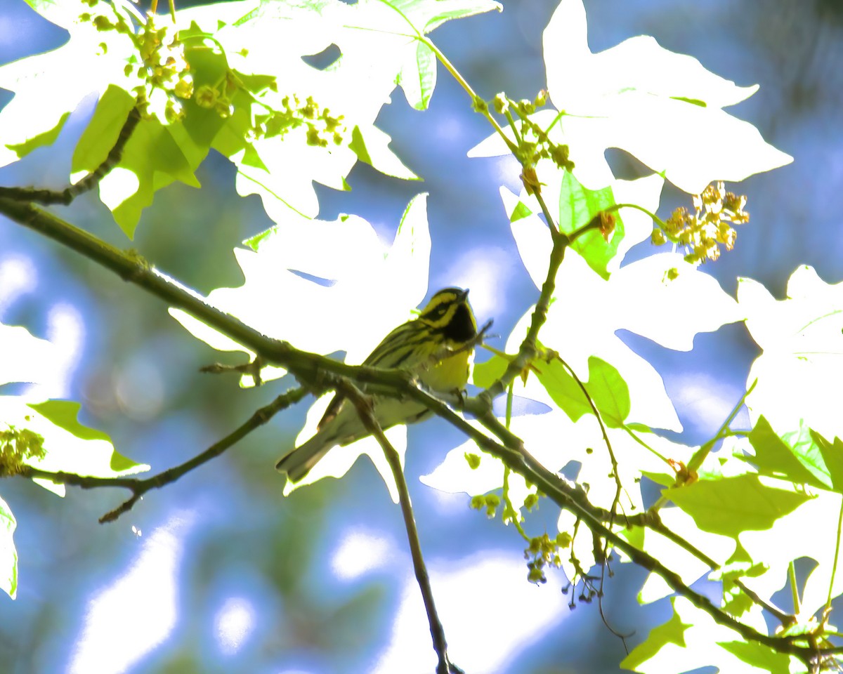 Townsend's Warbler - ML618174386