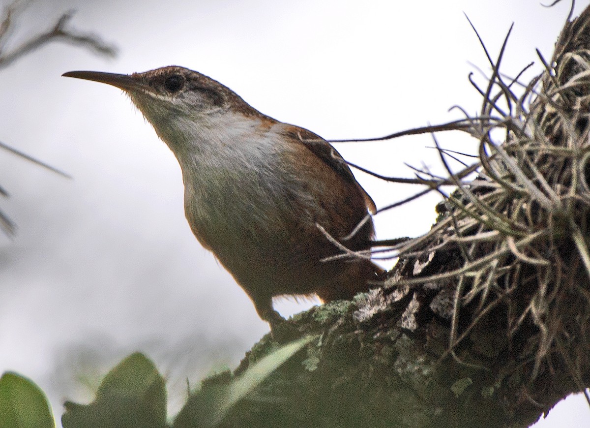 Canyon Wren - ML618174395