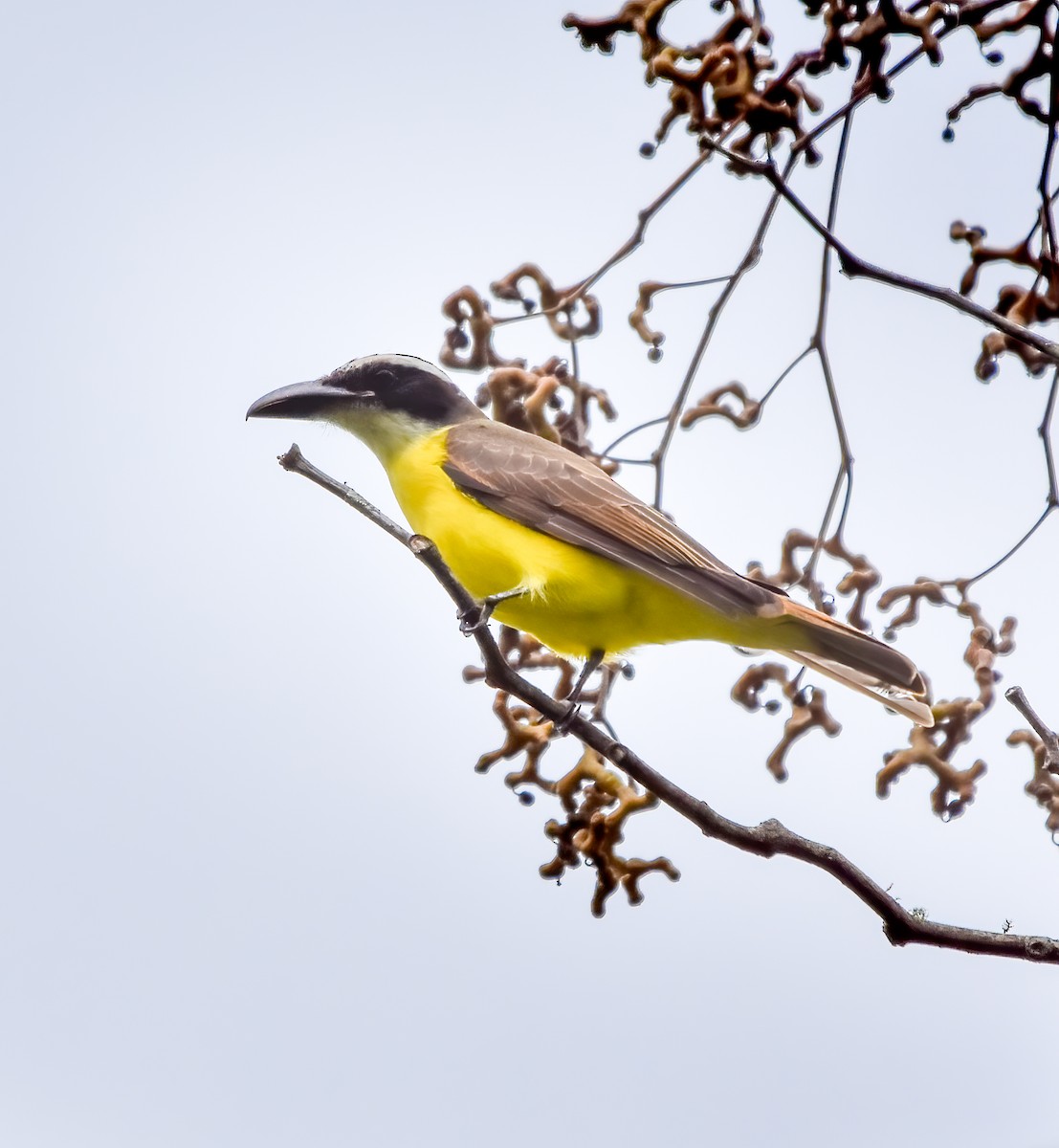 Boat-billed Flycatcher - Luiz Wittmann