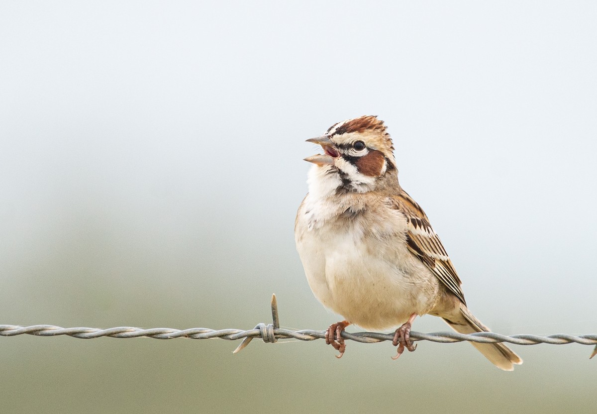 Lark Sparrow - ML618174403