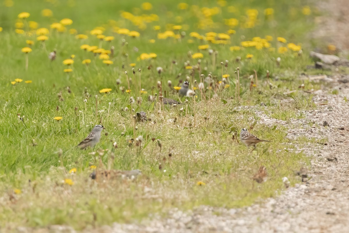 White-crowned Sparrow (leucophrys) - ML618174411