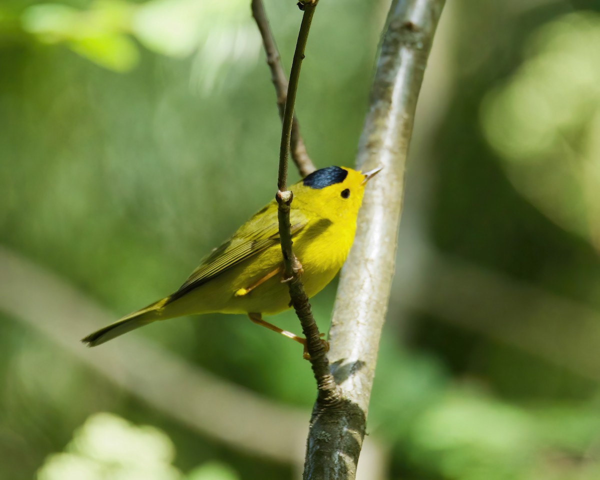 Wilson's Warbler - Charlotte Allen