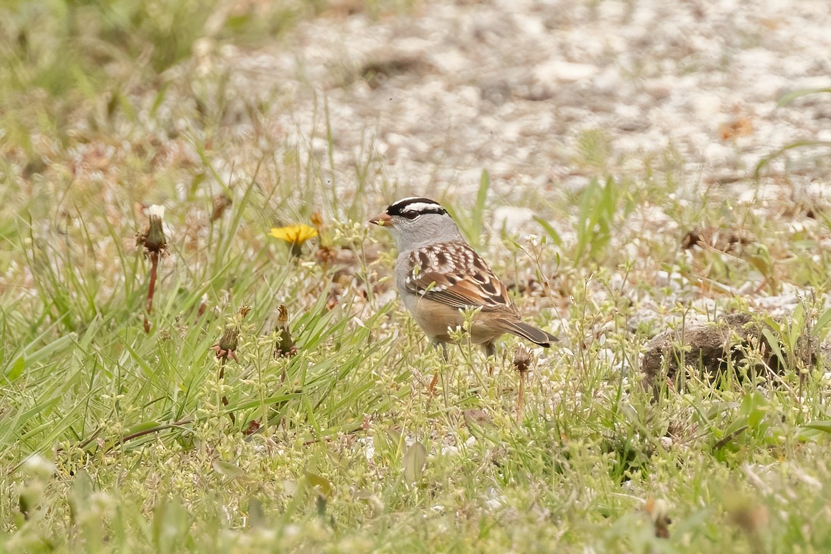 White-crowned Sparrow (leucophrys) - Sean Williams