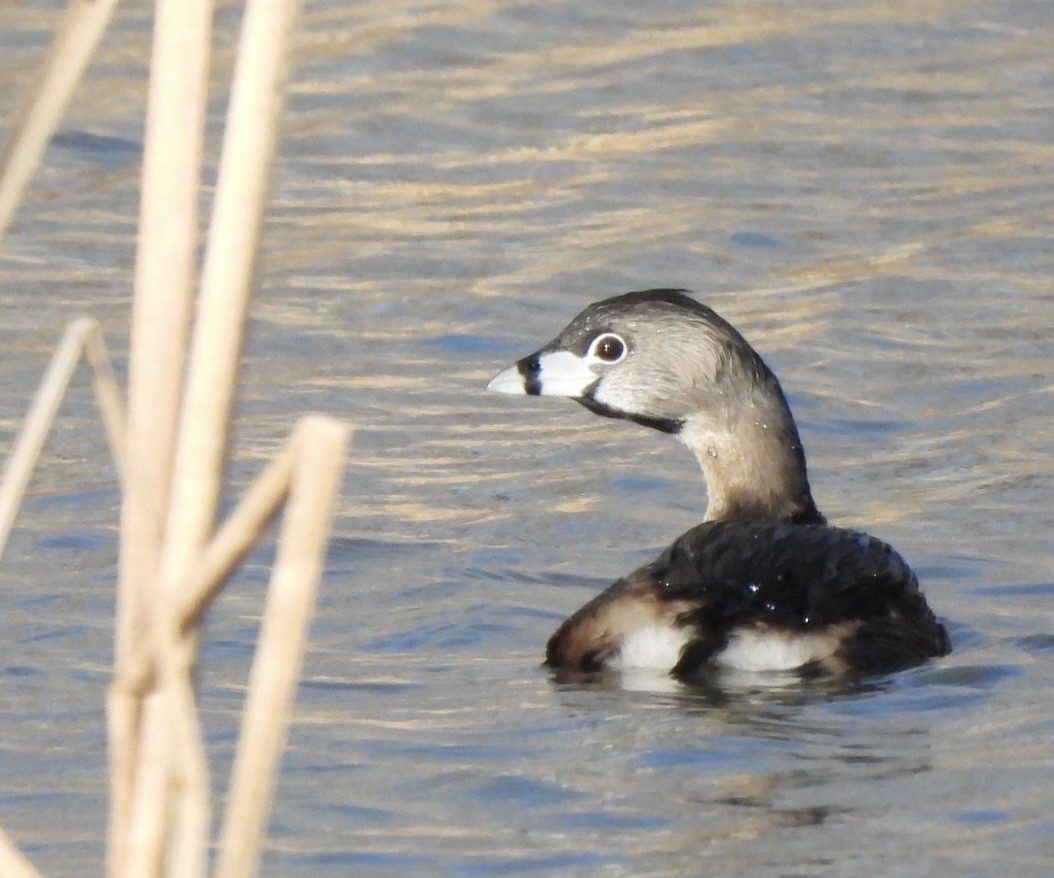 Pied-billed Grebe - Philippe Blain