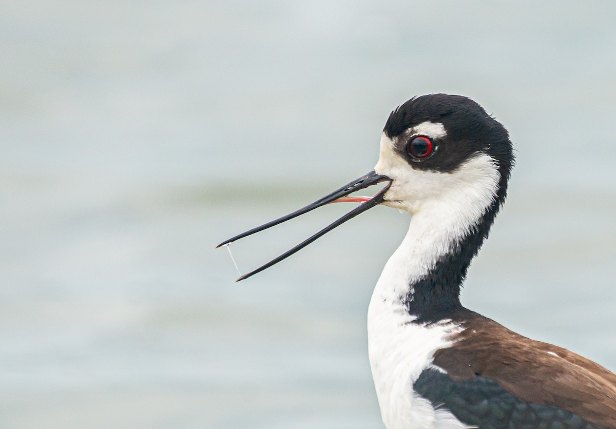 Black-necked Stilt - ML618174427