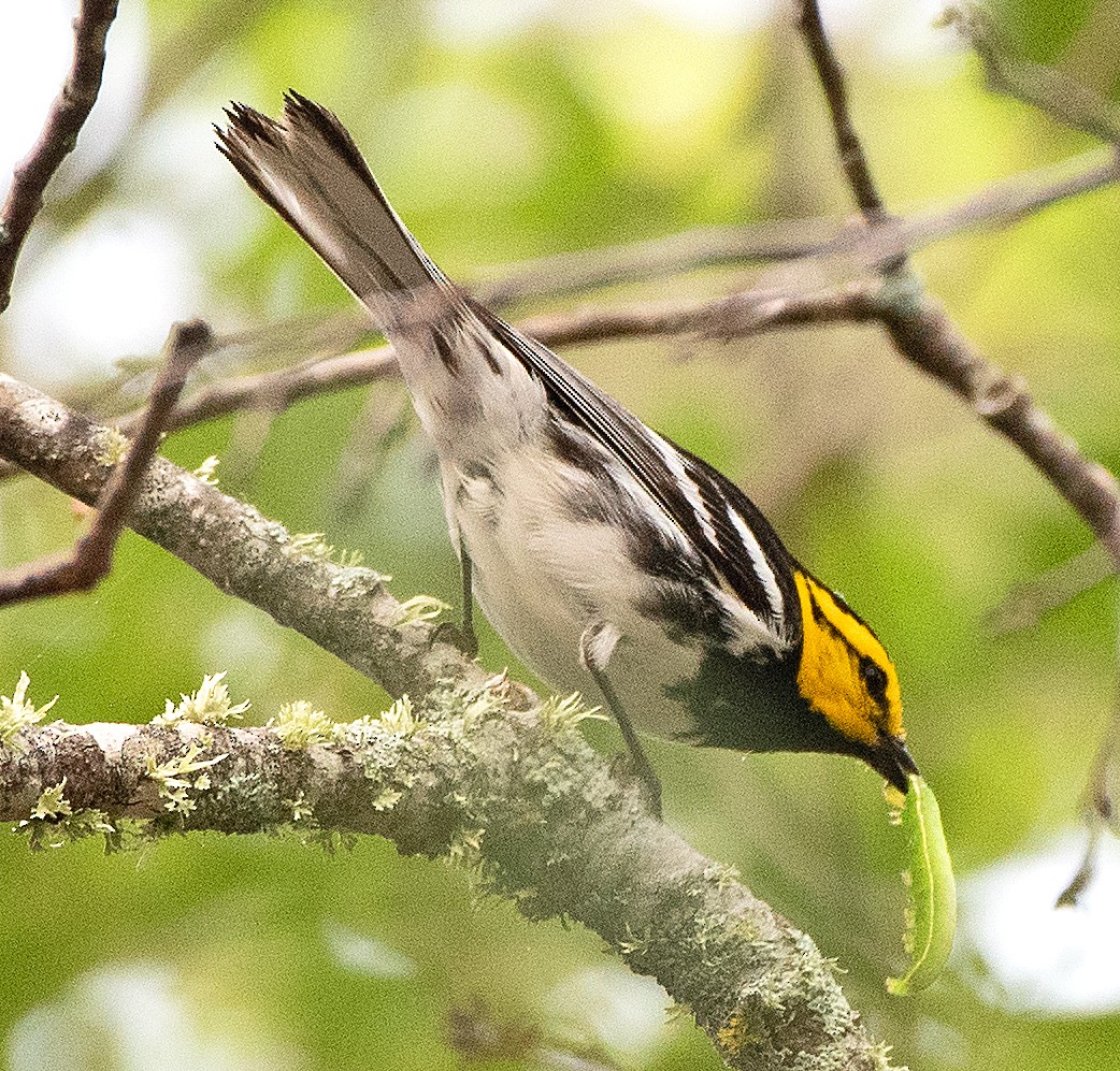 Golden-cheeked Warbler - ML618174428