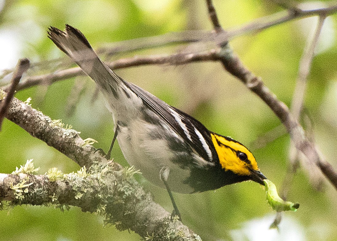 Golden-cheeked Warbler - ML618174429