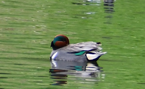 Green-winged Teal - ML618174430
