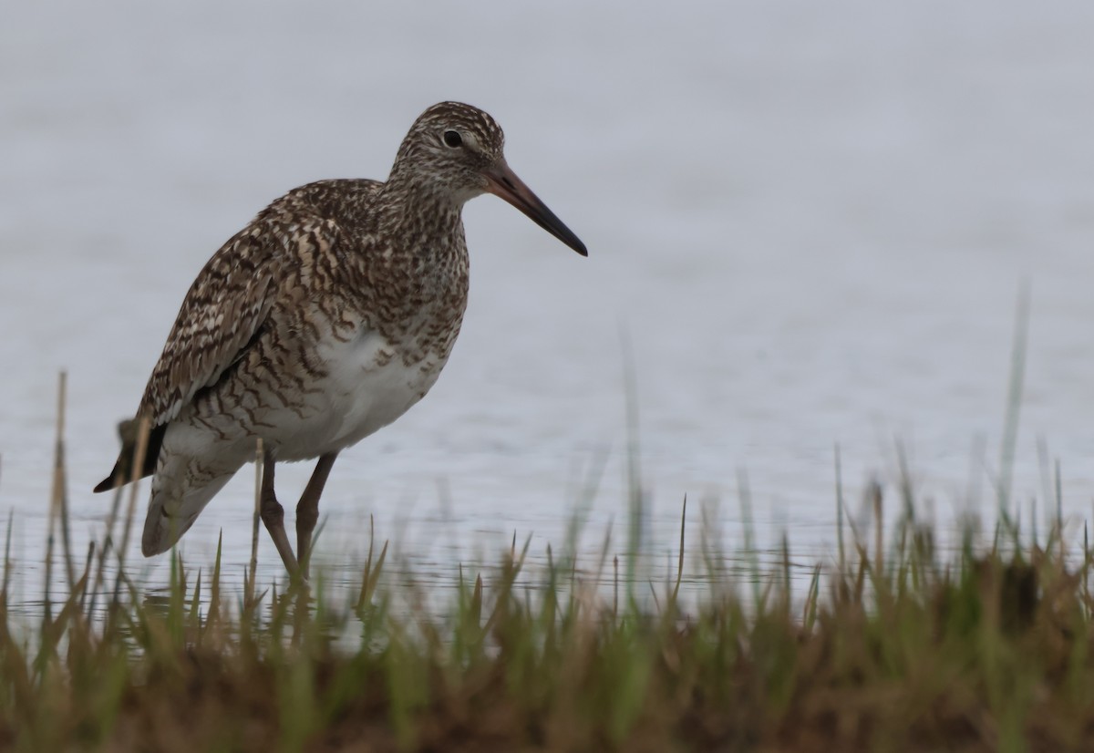 Willet - Kathryn Mattingly