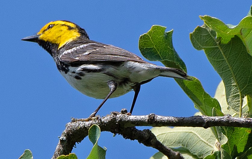 Golden-cheeked Warbler - ML618174443