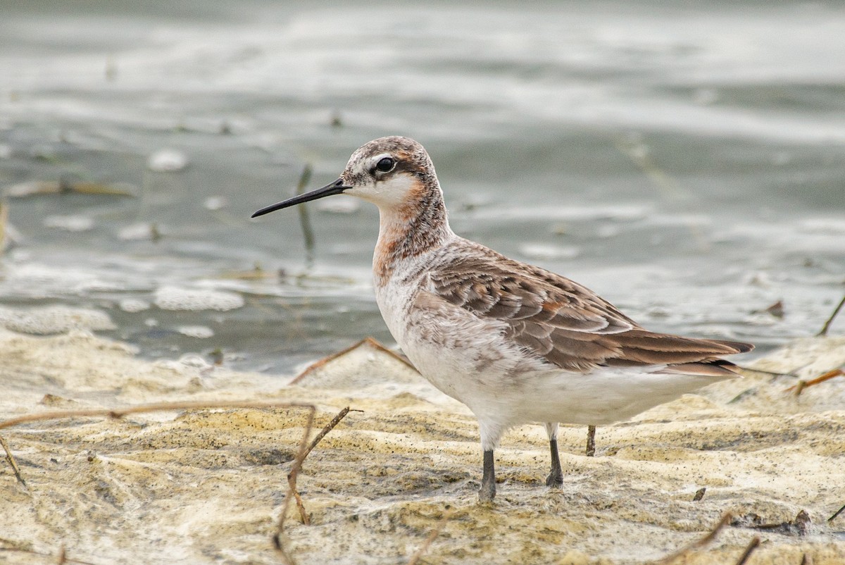 Wilson's Phalarope - Amber Hart