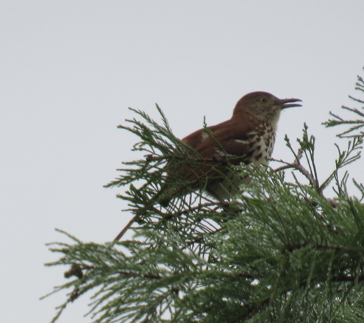 Brown Thrasher - Winston Caillouet