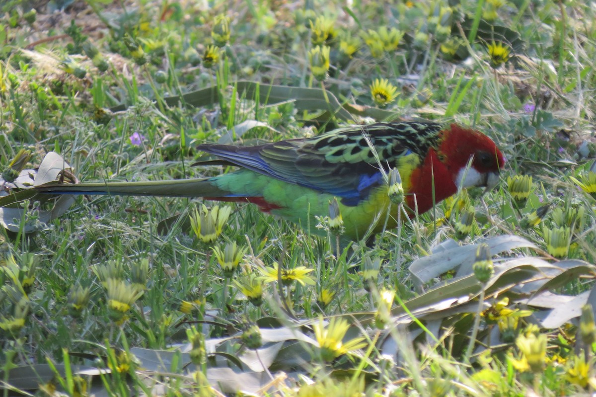 Eastern Rosella - ML618174452