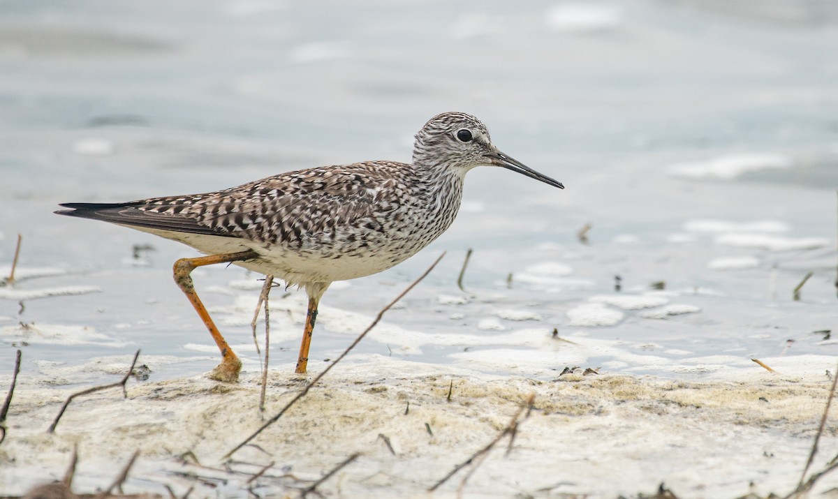 Lesser Yellowlegs - ML618174458