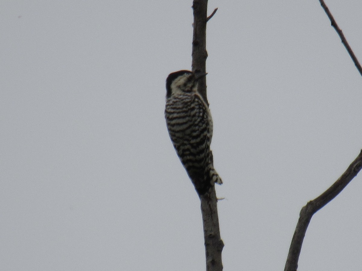 Ladder-backed Woodpecker - Winston Caillouet