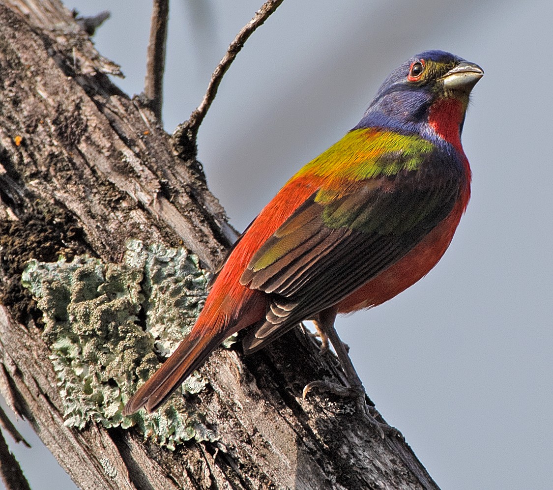 Painted Bunting - ML618174465