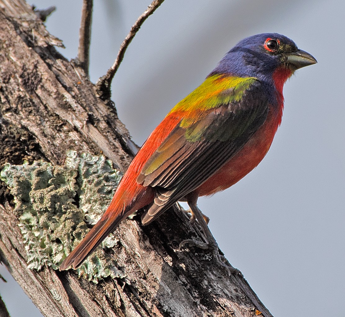 Painted Bunting - ML618174466