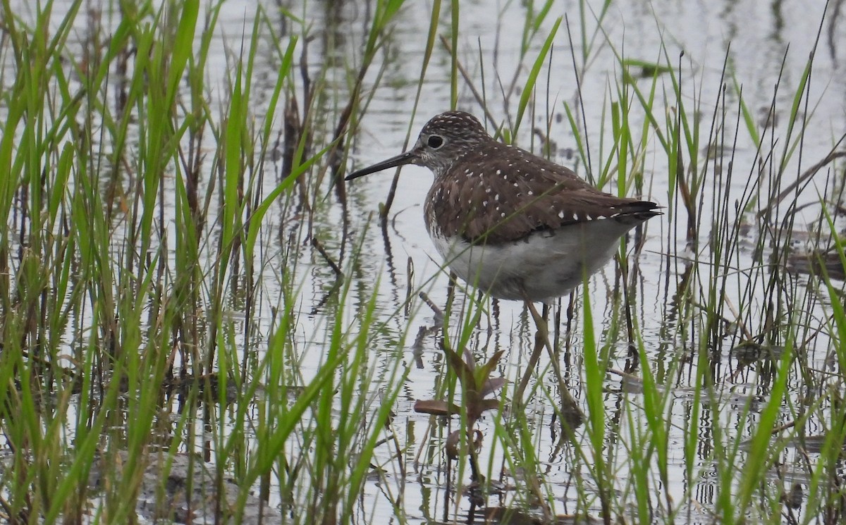 Solitary Sandpiper - ML618174478