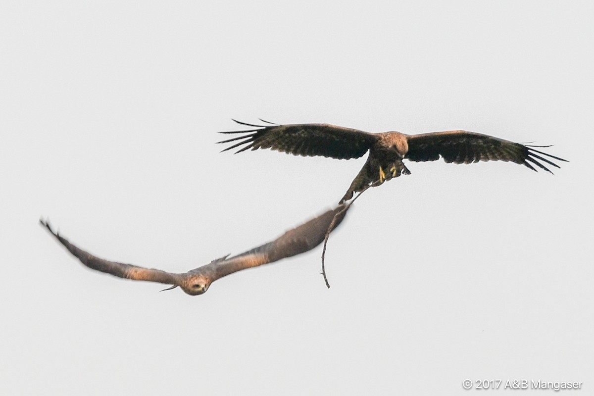 Black Kite - Bernadette and Amante Mangaser