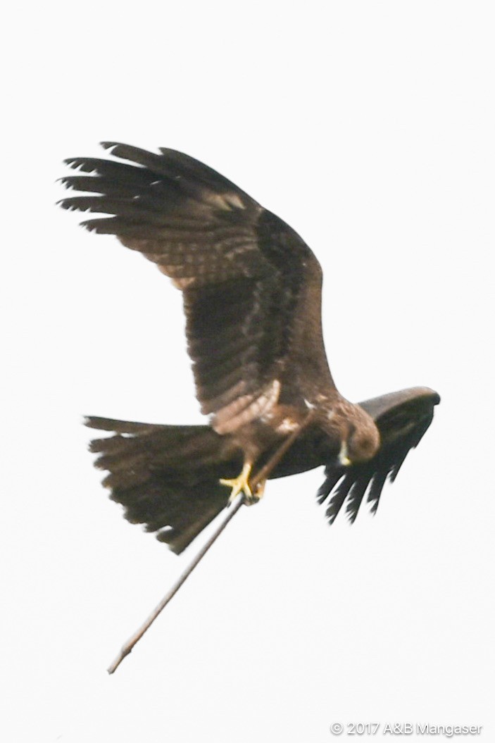 Black Kite - ML618174480