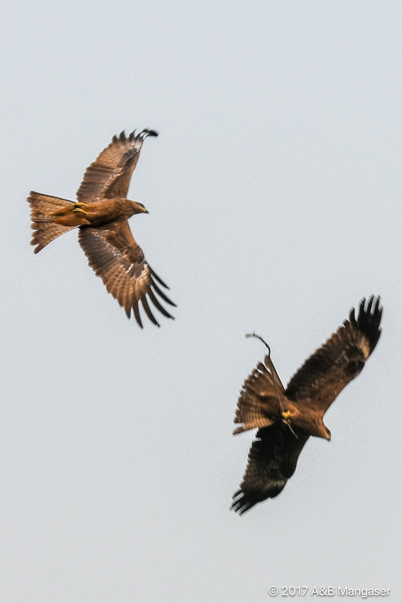 Black Kite - Bernadette and Amante Mangaser