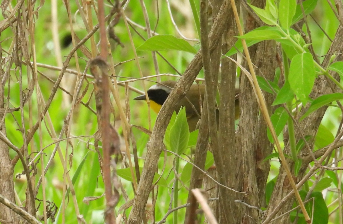 Common Yellowthroat - ML618174488