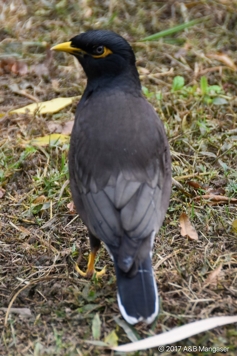 Common Myna - Bernadette and Amante Mangaser