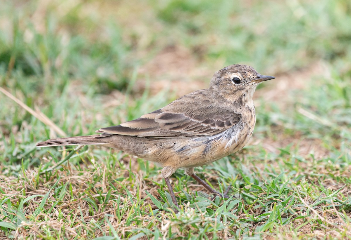 American Pipit - Amber Miller