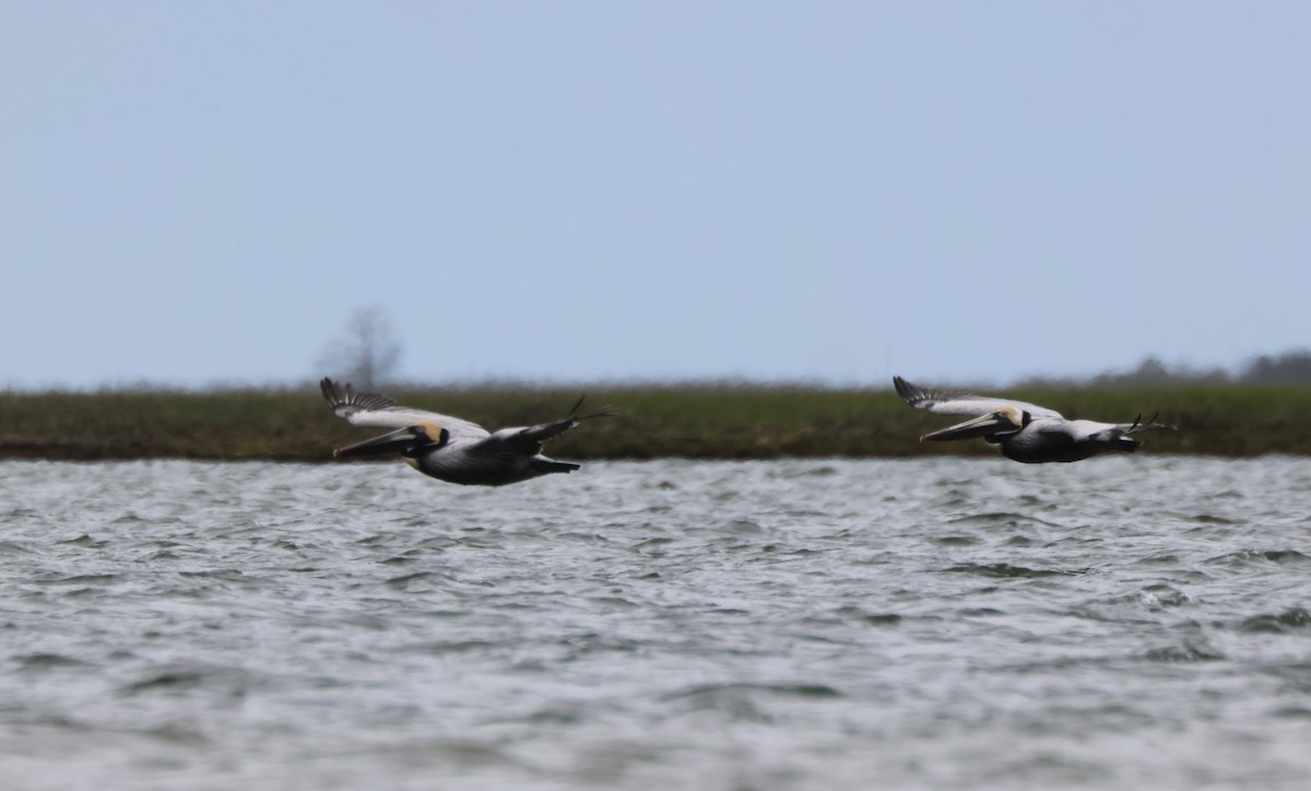 pelikán hnědý - ML618174497