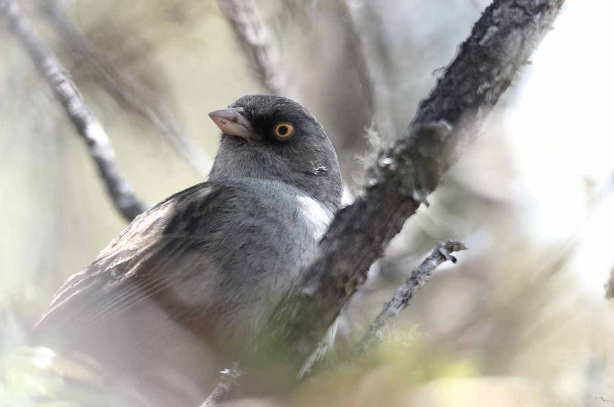 Volcano Junco - Kevin Thompson