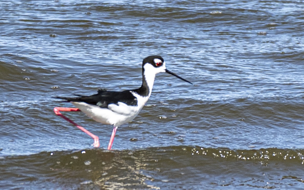 Black-necked Stilt - David Campbell