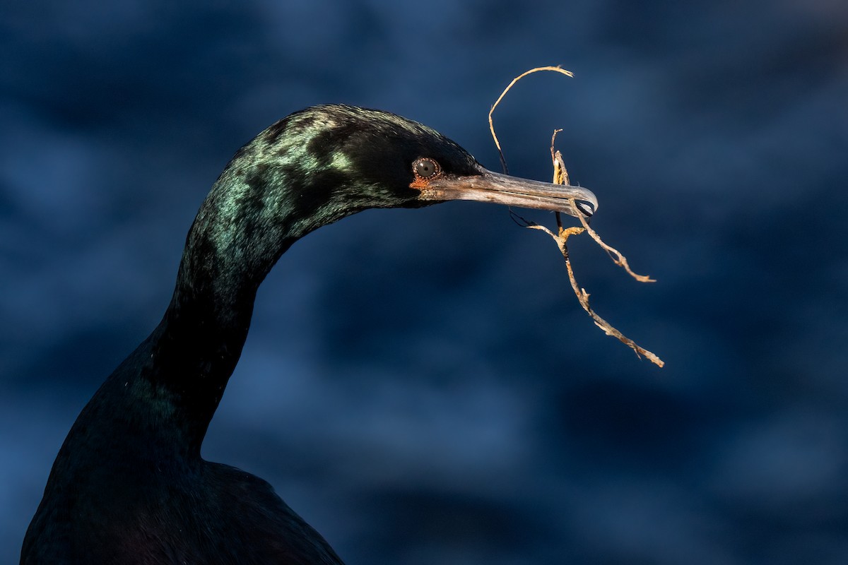 Pelagic Cormorant - Andrea C