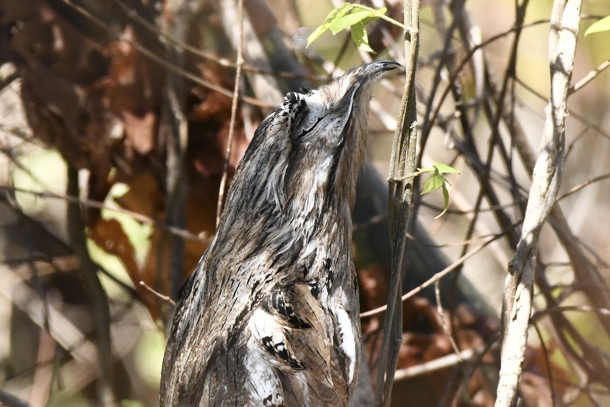 Northern Potoo - L.Vidal Prado Paniagua