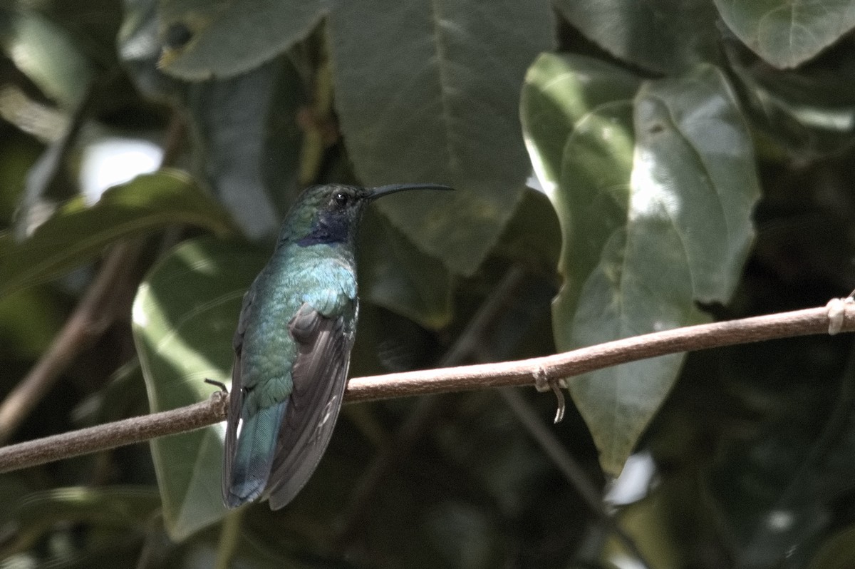 kolibřík modrouchý - ML618174595