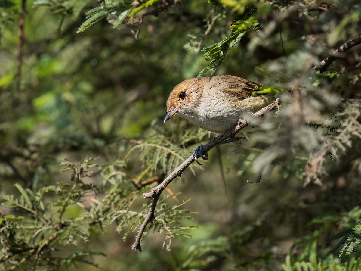 Fulvous-faced Scrub-Tyrant - ML618174598