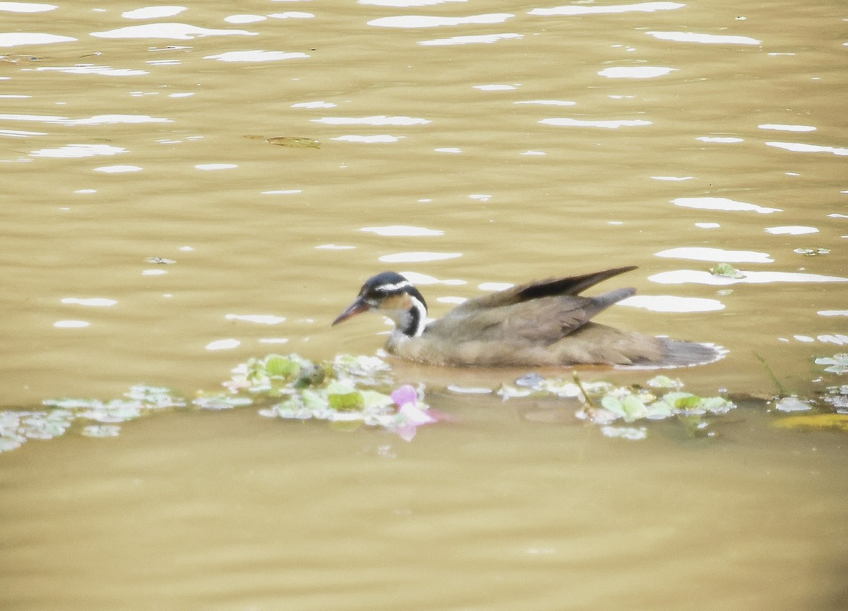 Sungrebe - Annie Meyer